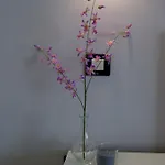La Palmita La Victoria de Acentejo